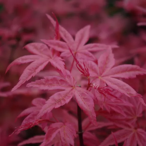 Acer palmatum 'Beni Maiko'