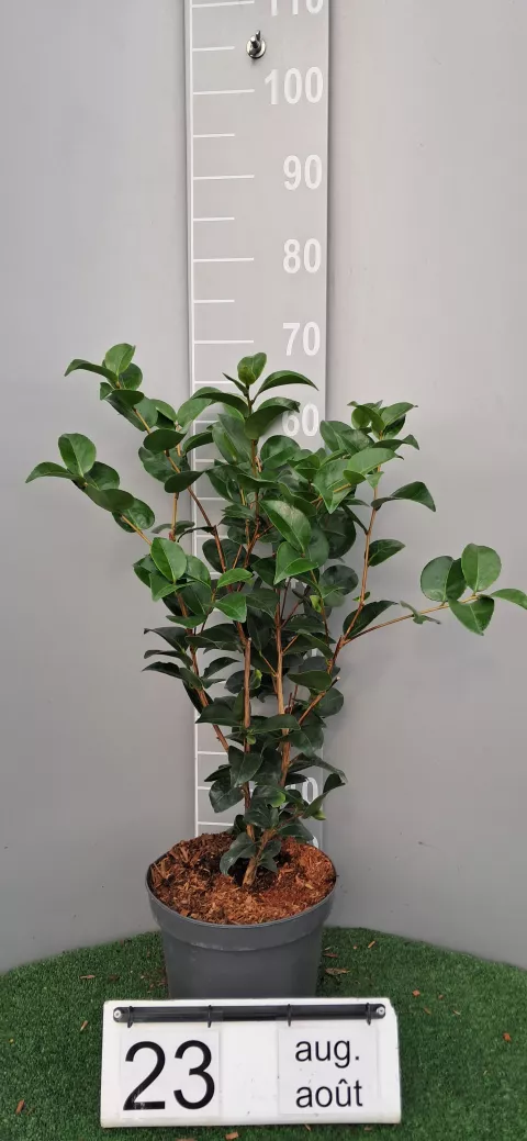 Camellia japonica 'Black Lace'