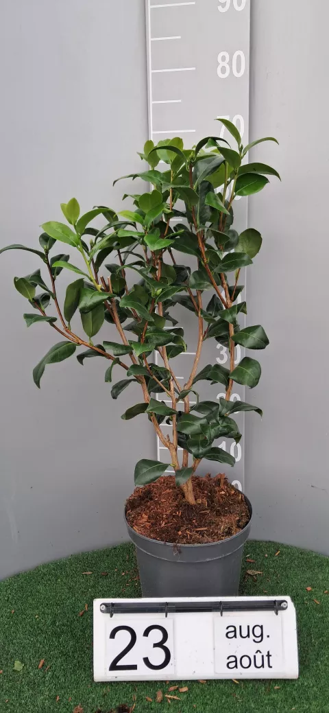 Camellia japonica 'Jury's Yellow'