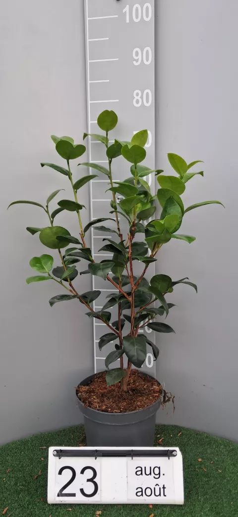 Camellia japonica 'Margaret Davis'