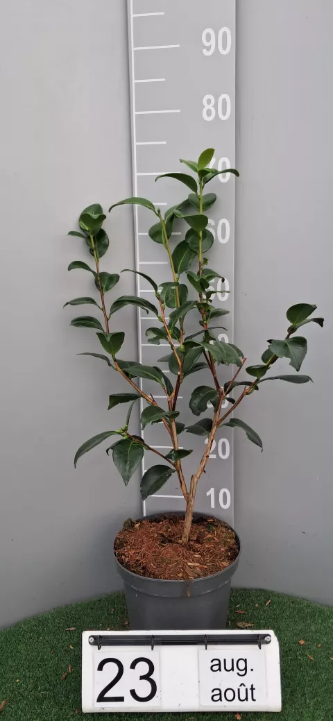 Camellia japonica 'Nuccio's Cameo'