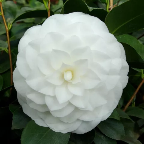 Camellia japonica 'Nuccio's Gem'