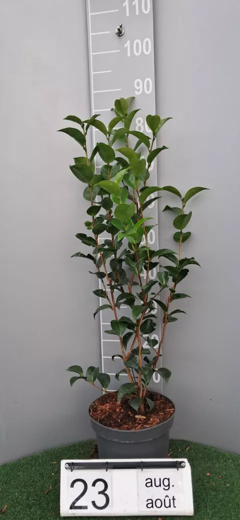 Camellia japonica 'Roger Hall'