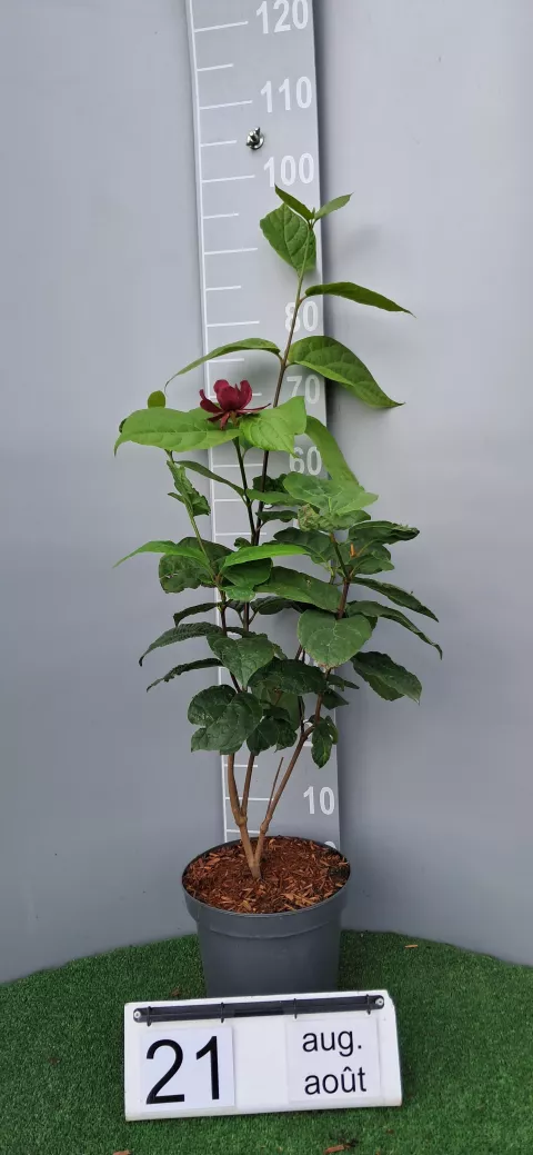 Calycanthus x raulstonii 'Hartledge Wine' ®