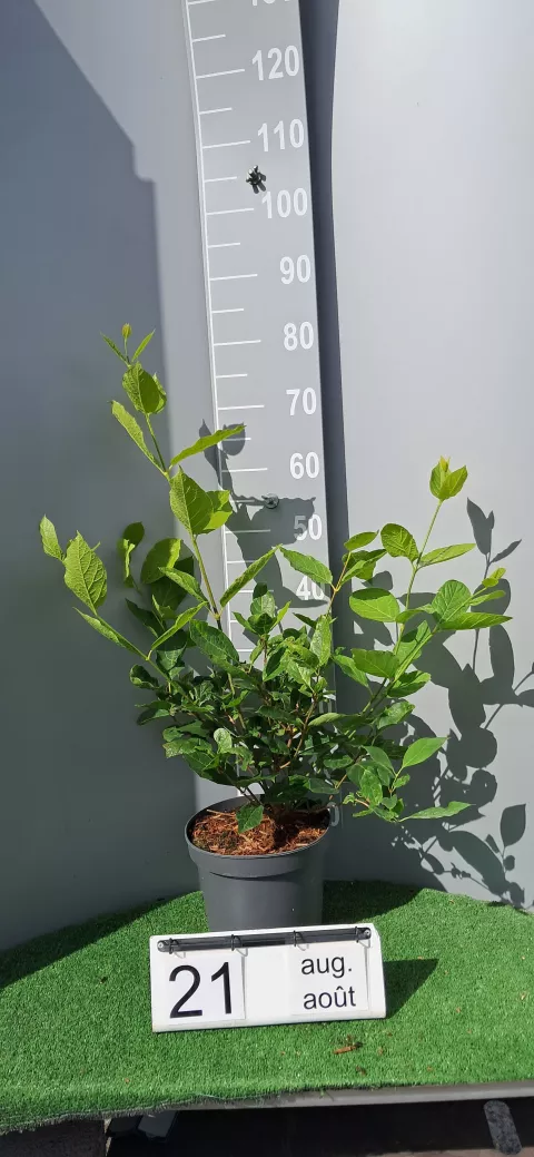 Calycanthus x raulstonii 'Venus' ®