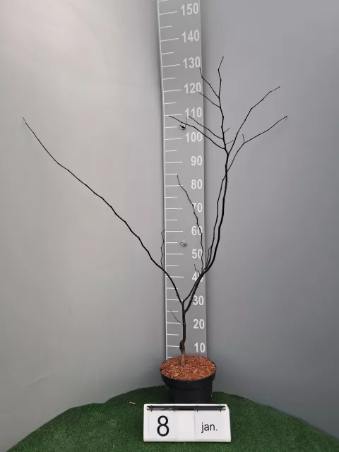 Cercis canadensis 'Forest Pansy'