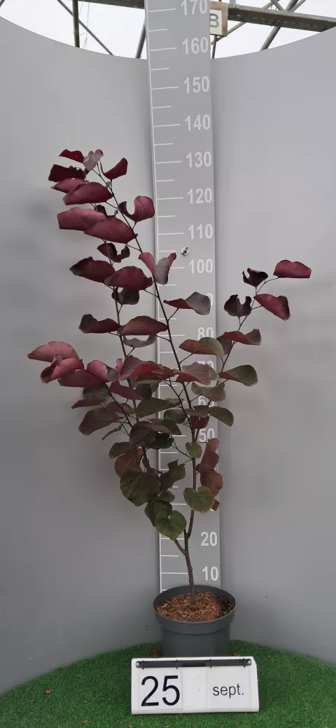 Cercis canadensis 'Merlot' ®