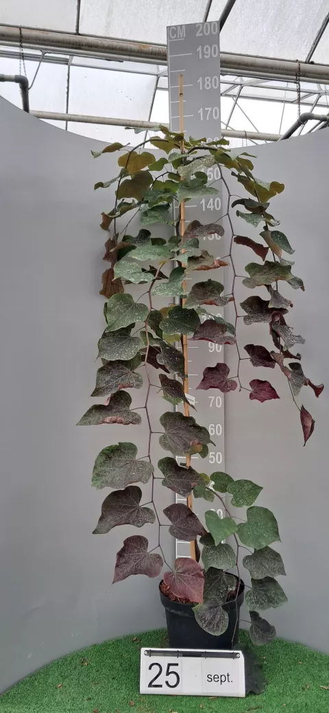 Cercis canadensis 'Ruby Falls' ®