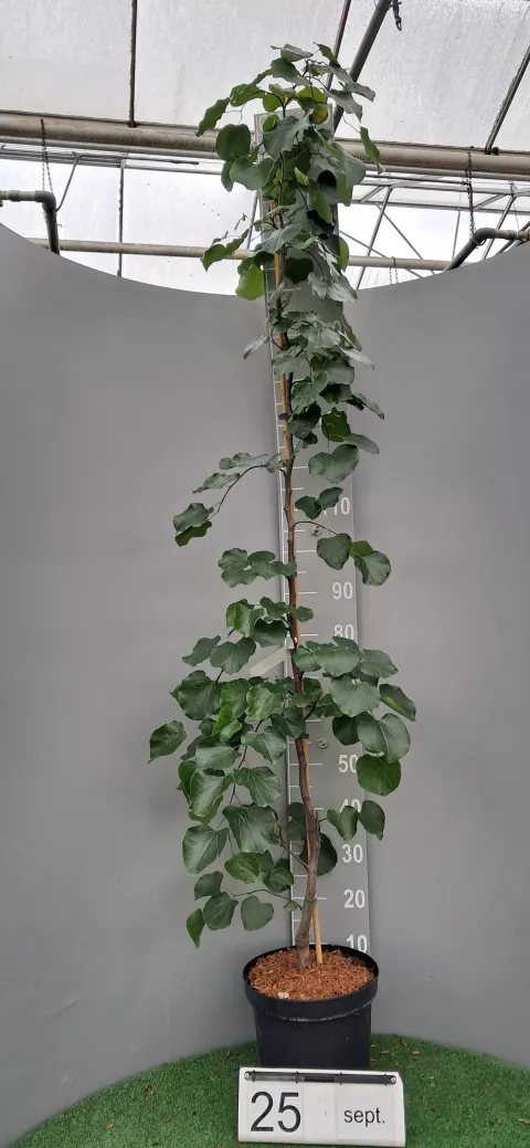 Cercis canadensis 'Traveller'