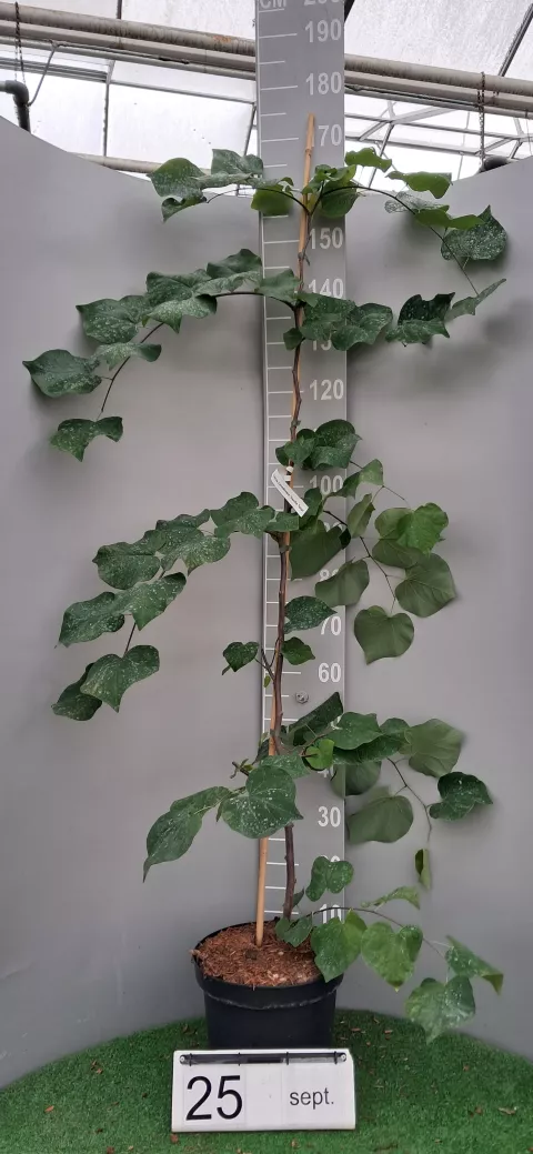 Cercis canadensis 'Vanilla Twist'