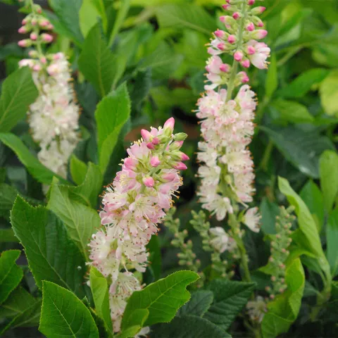 Clethra alnifolia 'Rosea'