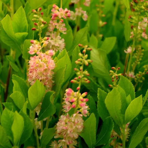 Clethra alnifolia 'Ruby Spice'