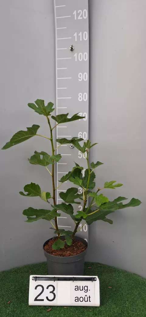 Ficus carica 'Goutte d'or'