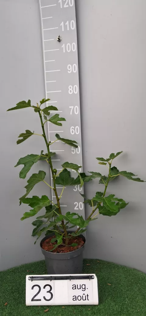 Ficus carica 'Brunswick'
