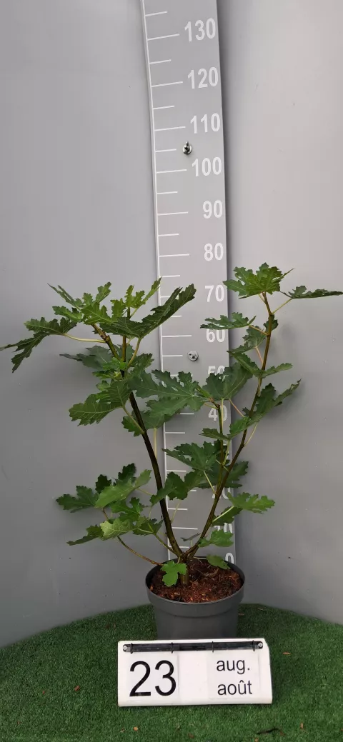 Ficus carica 'Ice Crystal'