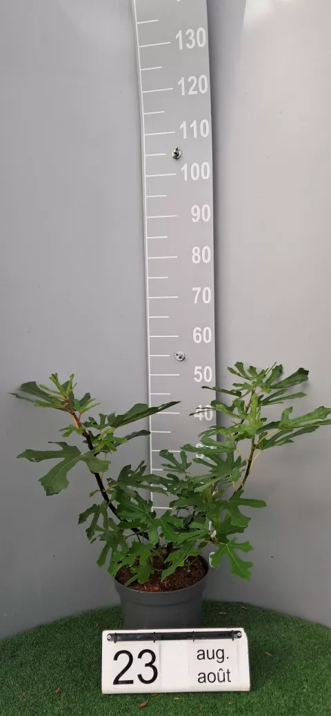 Ficus carica 'Little Miss Figgy'