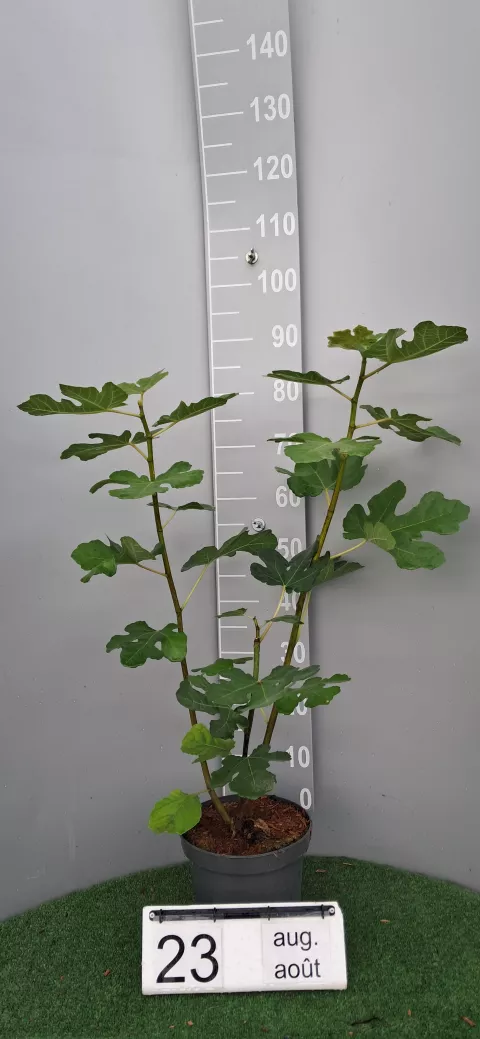 Ficus carica 'Pastilère'