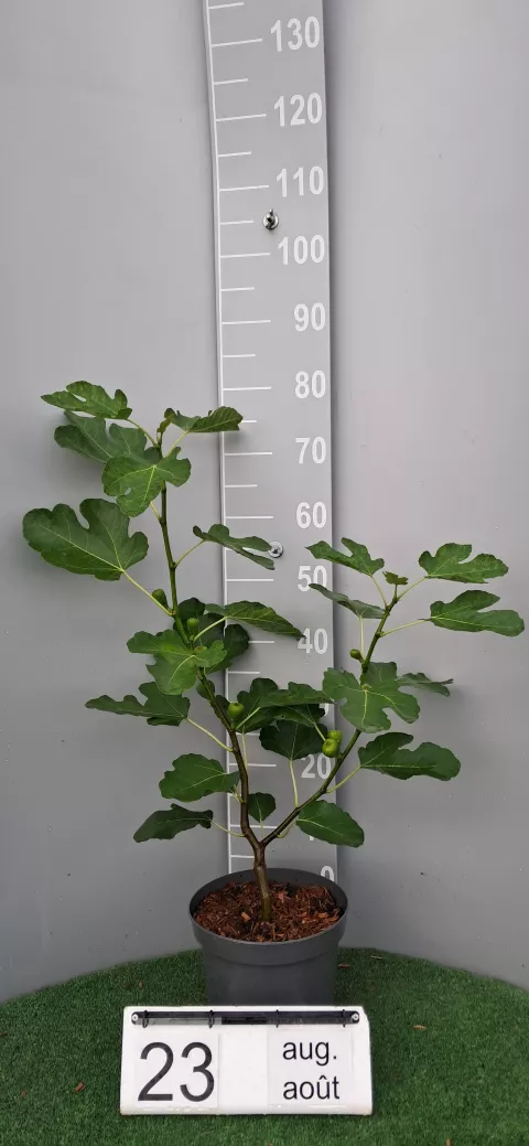 Ficus carica 'Terza'