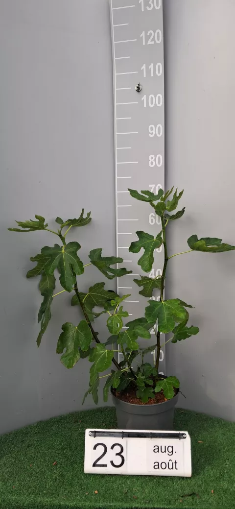 Ficus carica 'Violette d'Argenteuil'