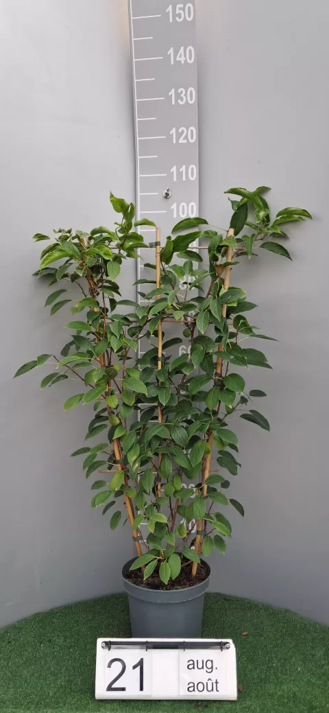 Actinidia arguta 'Issai'