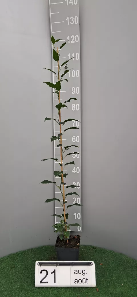 Actinidia arguta 'Issai'
