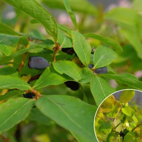 Lonicera kamtschatica 'Zojka'