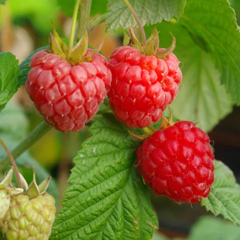 Rubus idaeus 'Malling Promise'