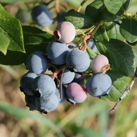 Vaccinium corymbosum 'Duke'