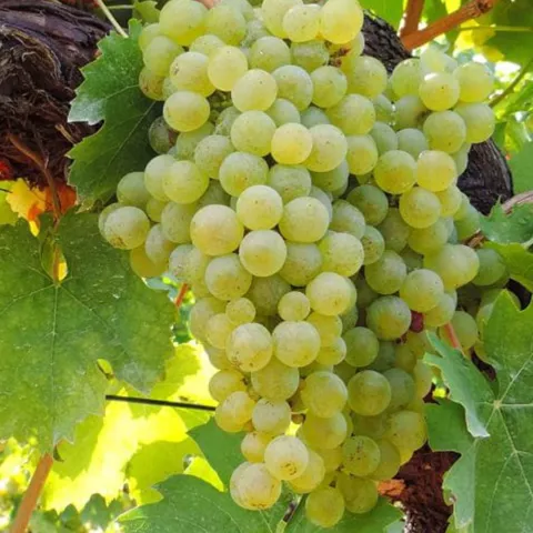 Vitis 'Lakemont'