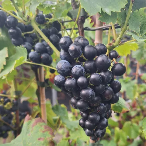 Vitis 'Regent'