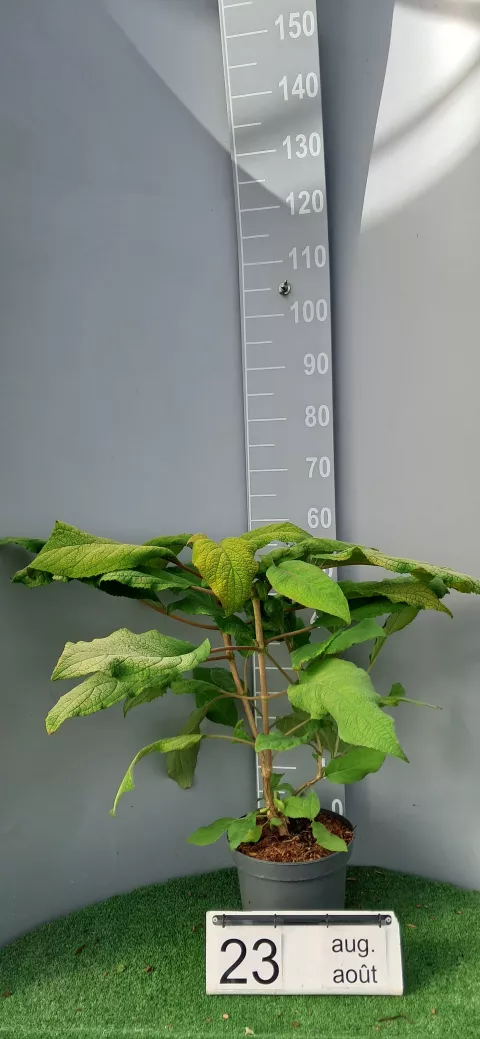 Hydrangea aspera 'Goldrush' (?Giel?PBR)
