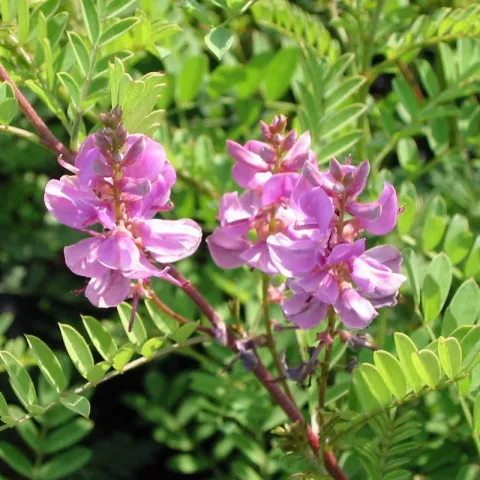 Indigofera heterantha 'Gerardiana'