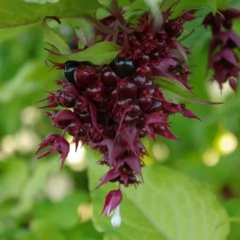 Leycesteria formosa 'Golden Lanterns'®