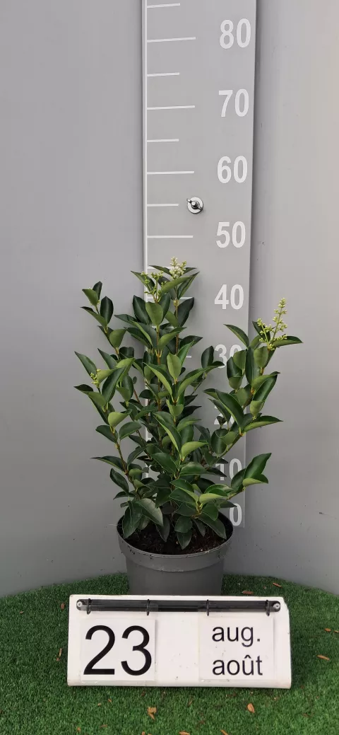 Ligustrum japonicum 'Korean Dwarf'