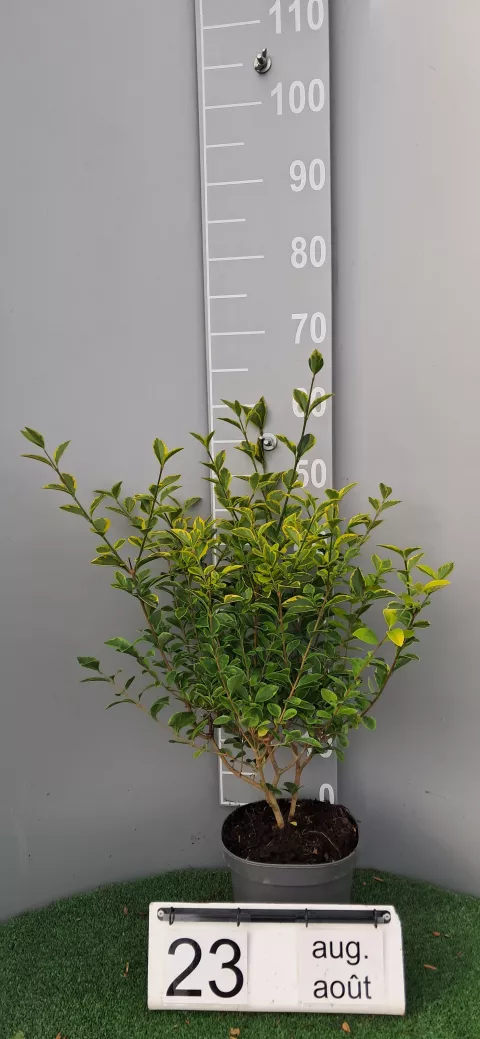 Ligustrum ovalifolium 'Aureum'