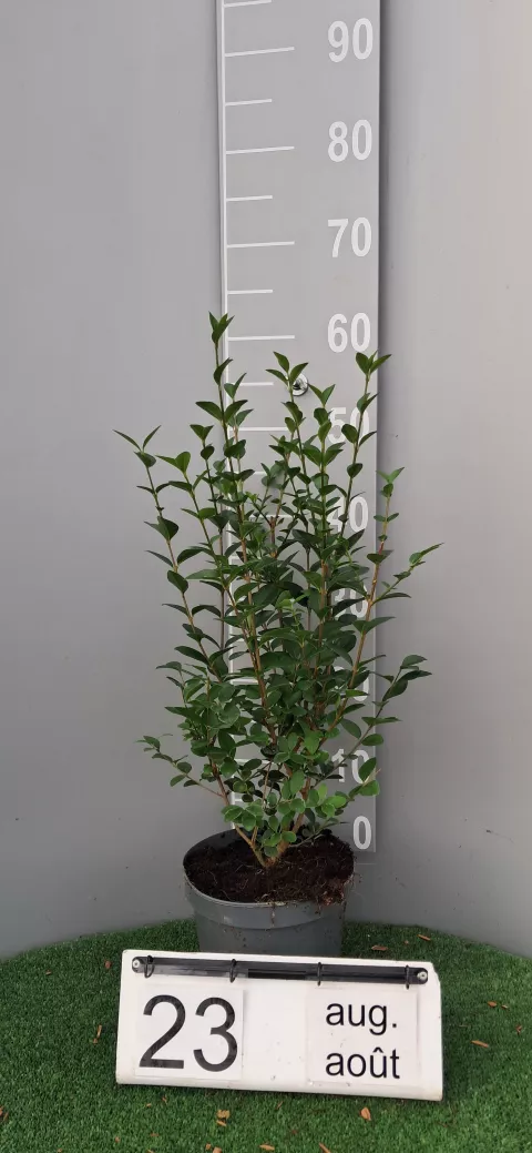 Ligustrum ovalifolium