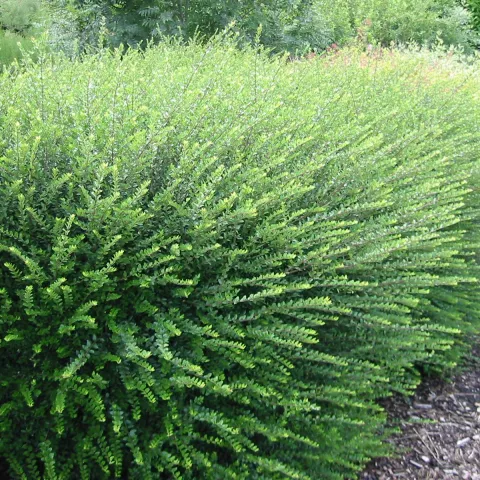 Lonicera nitida 'Elegant'