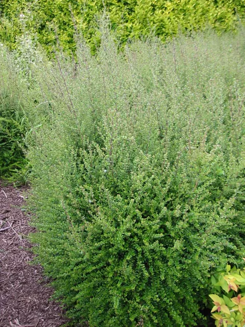 Lonicera nitida