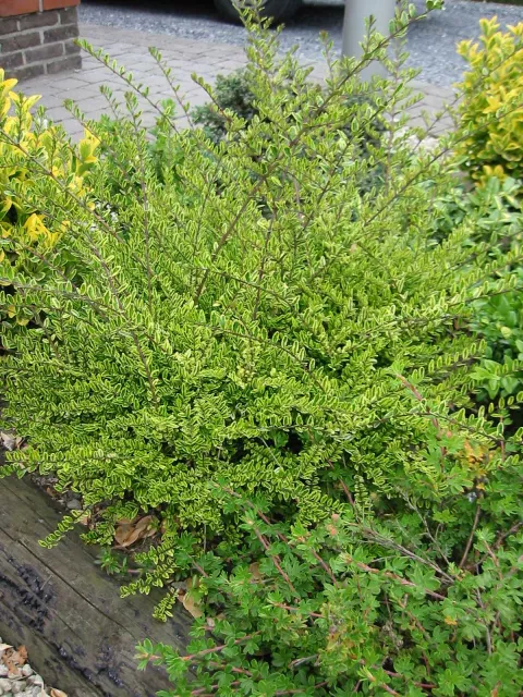 Lonicera nitida 'Lemon Beauty'