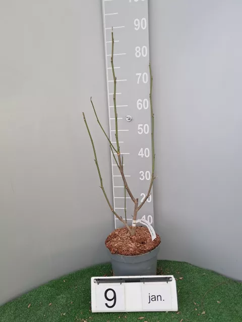 Magnolia (x) 'Coral Lake'