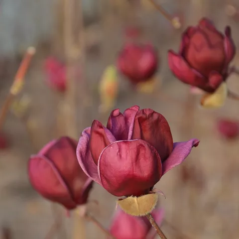 Magnolia (x) 'Genie' ®