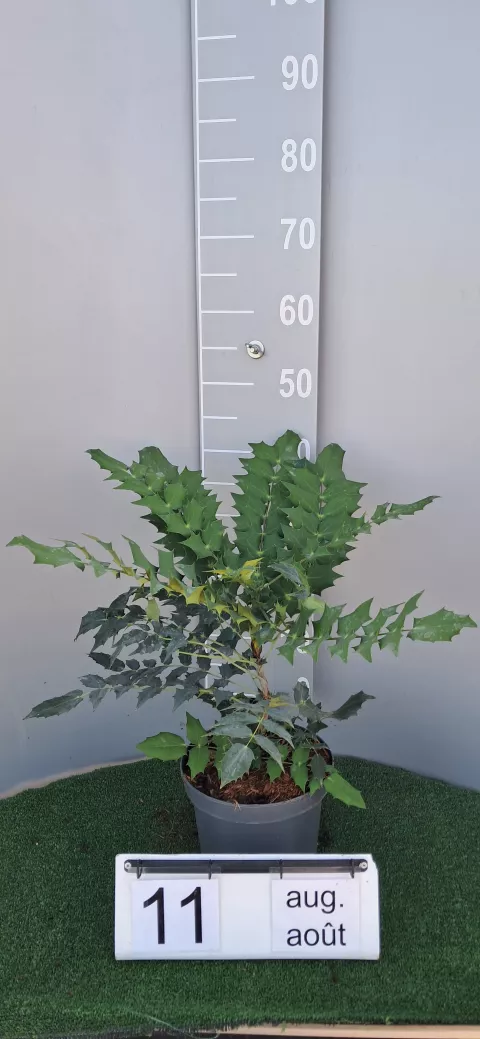 Mahonia media 'Winter Sun'