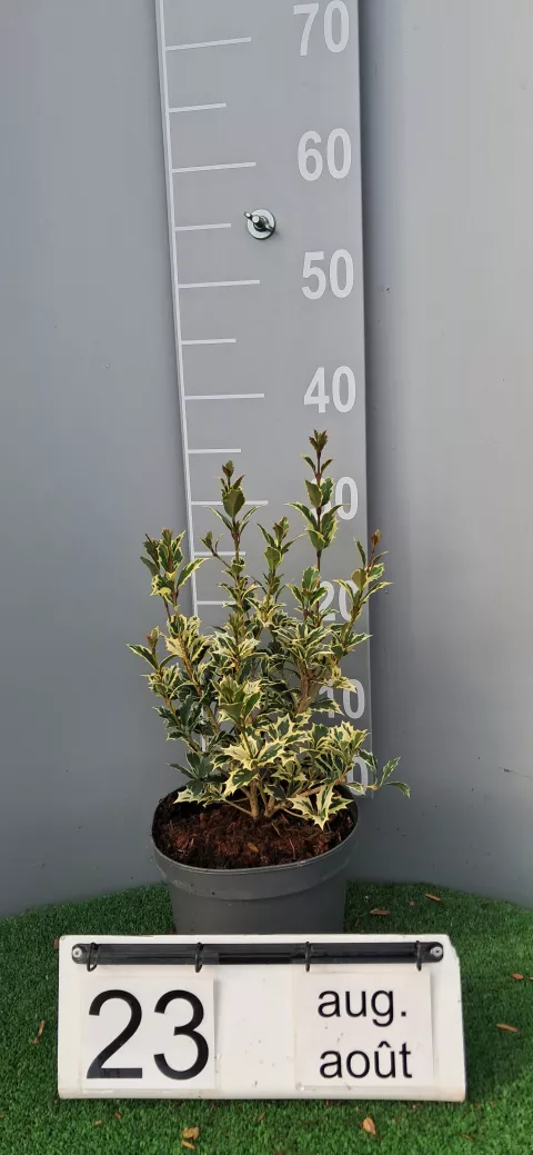 Osmanthus heterophyllus 'Variegatus'