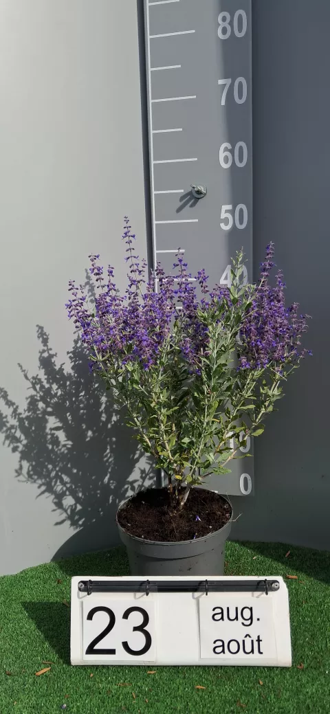 Perovskia atri. 'Little Spire'