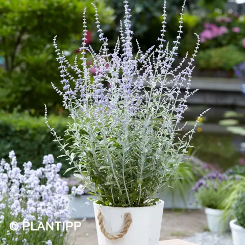 Perovskia atri. SILVERY BLUE ® 'Lissvery'