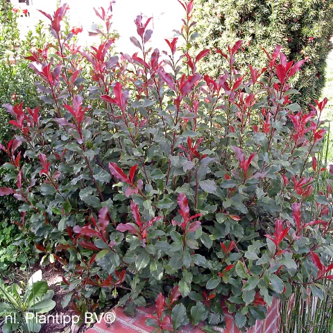Photinia fraseri 'Corallina' ('Bourfrits' PBR)