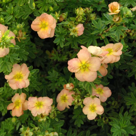 Potentilla frut. 'Bella Apple' ®
