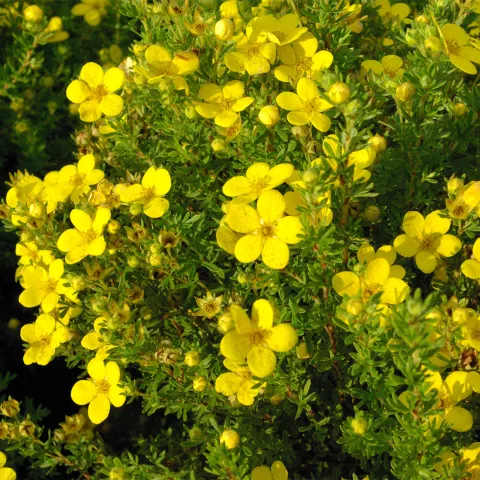 Potentilla frut. 'Bella Lindsey' ®