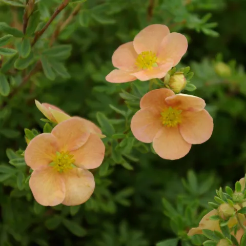 Potentilla frut. 'Daydawn'