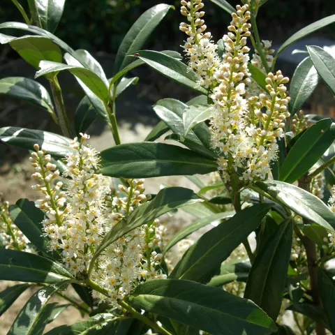 Prunus laurocerasus 'Caucasica'